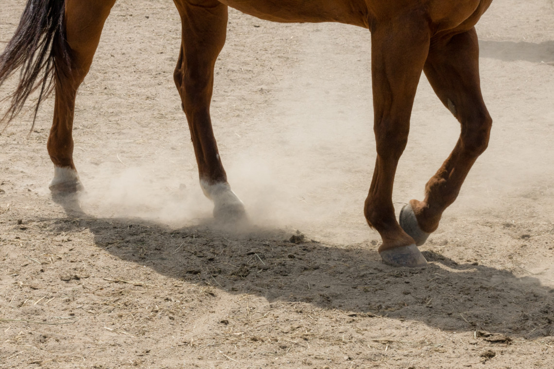 ‘Yellowstone’ Recap Season 5, Episode 5 ‘Watch ‘Em Ride Away’: The Gathering