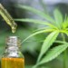 The Difference between CBD oil and Cannabis Oil